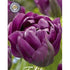Tulpan Negrita Double 7-pack
