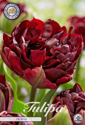 Tulip Palmyra 7 kpl