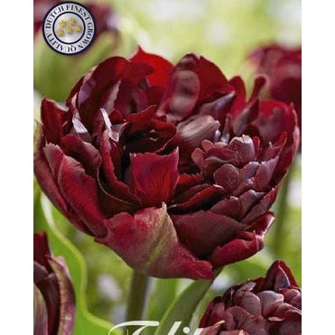 Tulpan Palmyra 7-pack