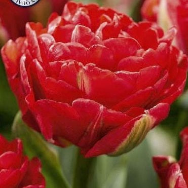 Tulpan Pamplona 7-pack