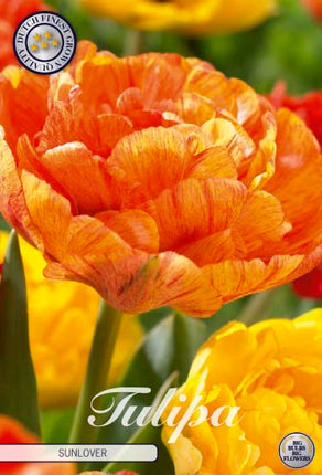 Tulip Sunlover 7 kpl
