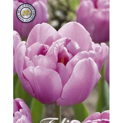 Tulpan 'Table dance' 7-pack