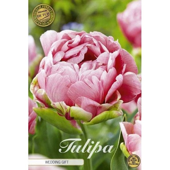 Tulpan 'Wedding Gift' 7-pack