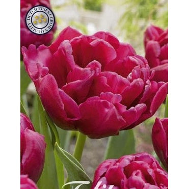 Tulpan World Bowl 7-pack