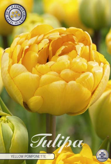 Tulip Yellow Pomponette 7 kpl