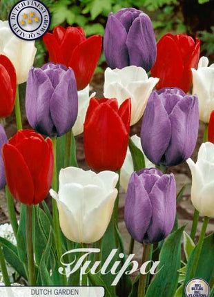 Tulip Dutch Garden 10 kpl