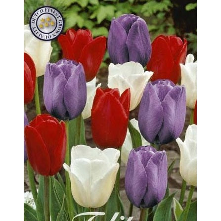 Tulpan Dutch Garden 10-pack