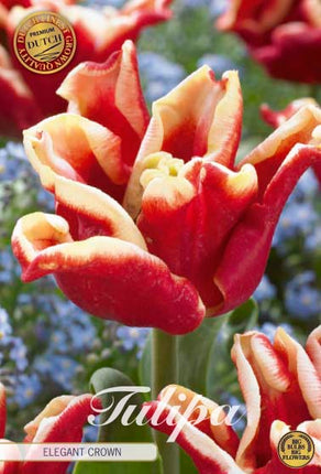 Tulip Elegant Crown (premium) 7-pak