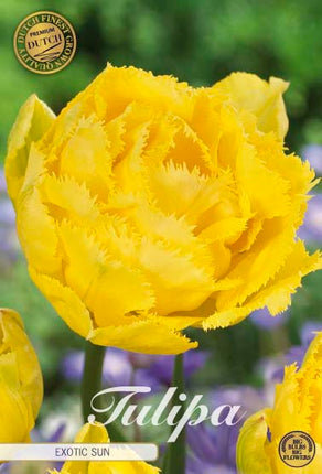 Tulip Exotic Sun (premium) 7 kpl