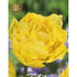 Tulpan Exotic Sun (premium) 7-pack