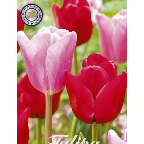 Tulpan Feeling Love 10-pack