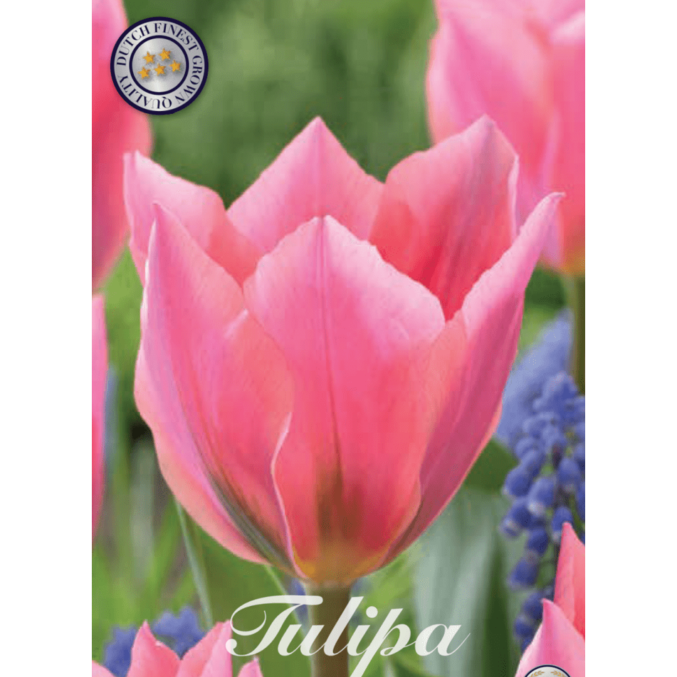 Tulpan Albert Heijn 7-pack