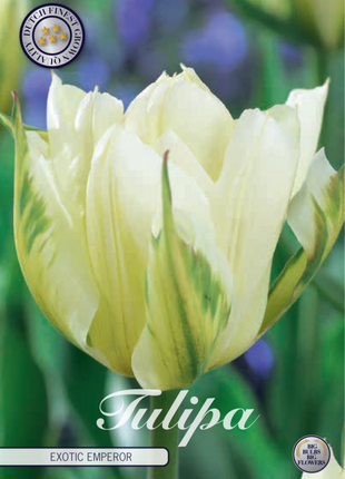 Tulip Exotic Emperor 7-pak