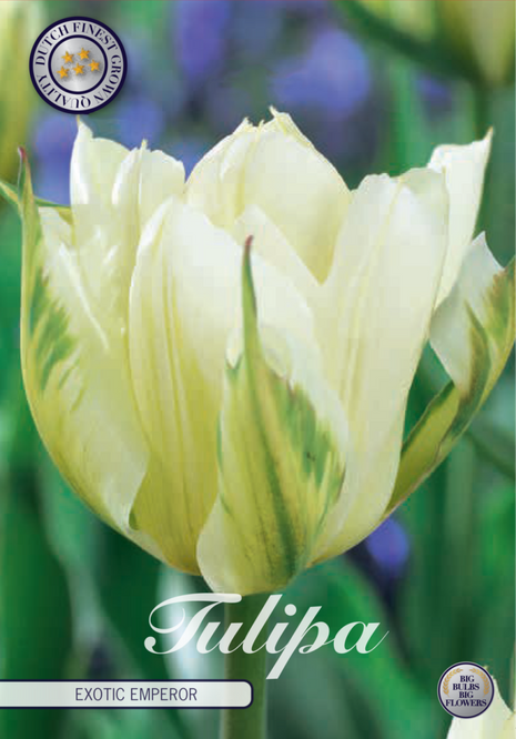Tulip Exotic Emperor 7-pak