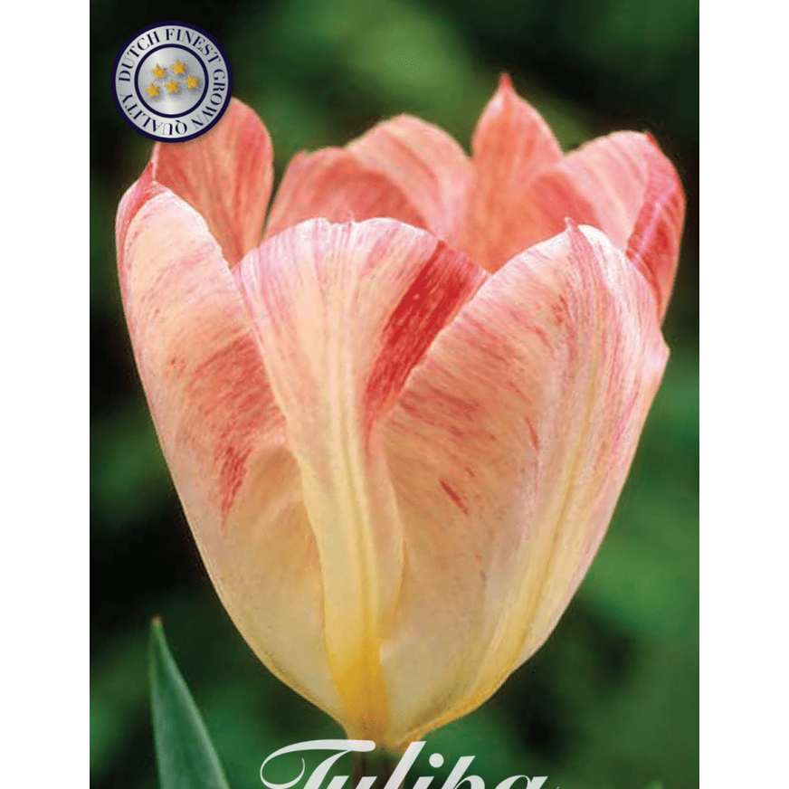 Tulpan Flaming Purissima 10-pack