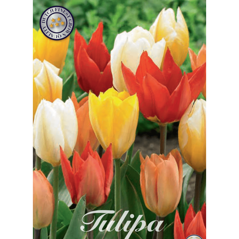 Tulpan Fosteriana Mixed 10-pack