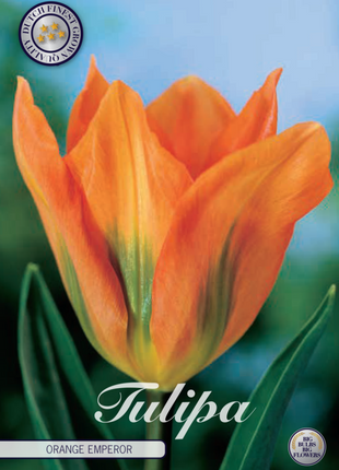Tulip Orange Emperor 10-pak