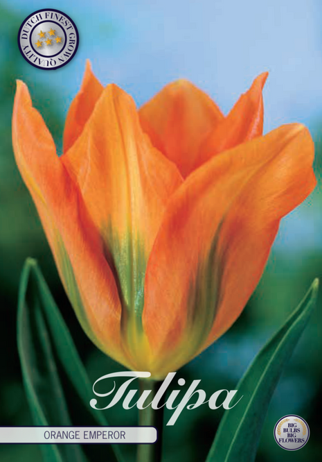 Tulip Orange Emperor 10 kpl