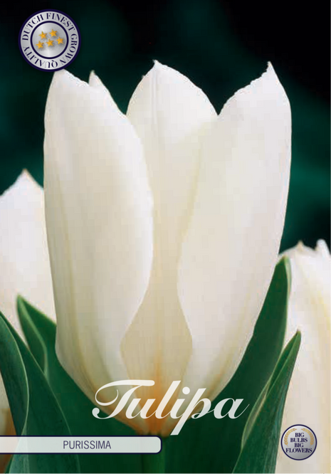 Tulip Purissima 10 kpl