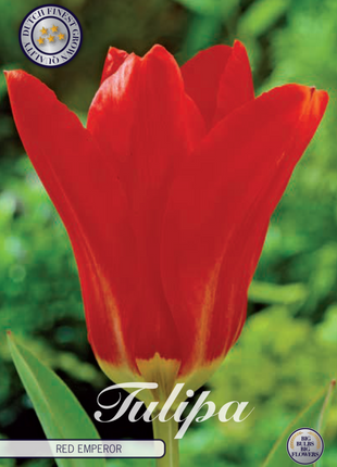 Tulip Red Emperor 10-pak