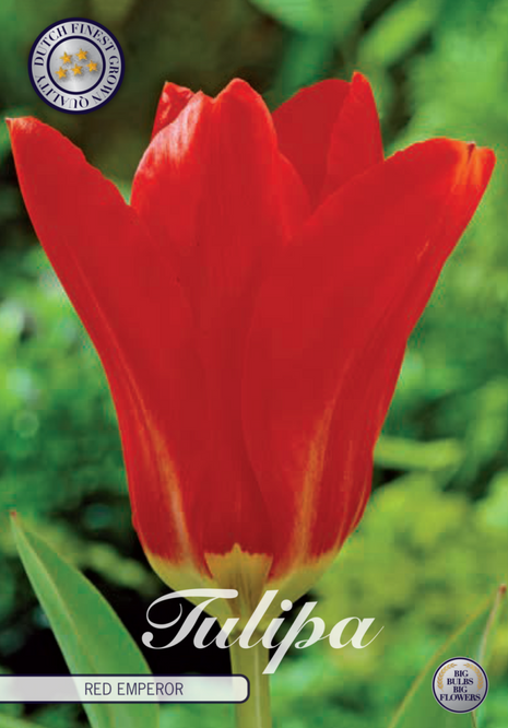 Tulip Red Emperor 10-pak