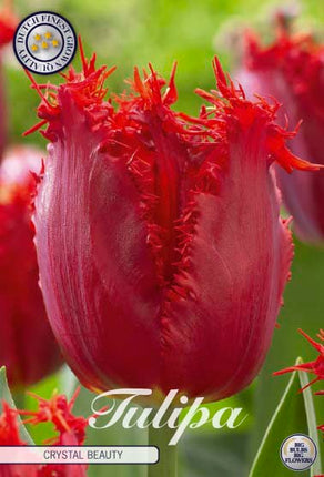 Tulip Crystal Beauty 10-pak