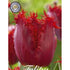 Tulpan Crystal Beauty 10-pack