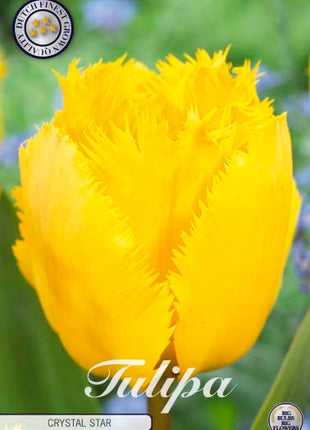 Tulip Crystal Star 10 kpl