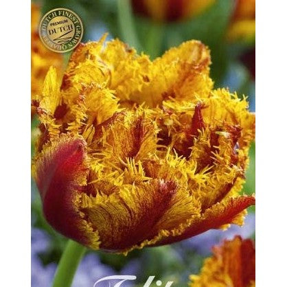 Tulpan Bastia (premium) 7-pack