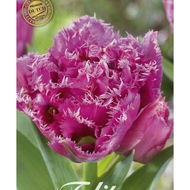 Tulpan 'Match Point' (premium) 7-pack