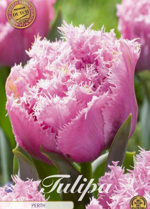 Tulip Perth (premium) 7 kpl