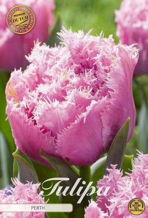 Tulip Perth (premium) 7 kpl