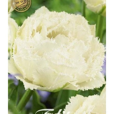 Tulpan Snow Crystal (premium) 7-pack