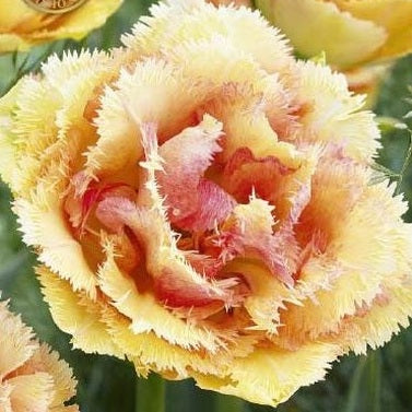 Tulpan Vaya Con Dios (premium) 5-pack