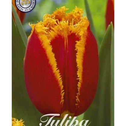 Tulpan Fabio 7-pack