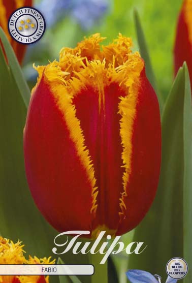 Tulip Fabio 7 kpl