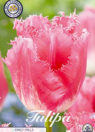 Tulip Fancy Frills 7 kpl