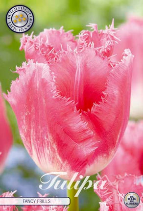 Tulip Fancy Frills 7 kpl