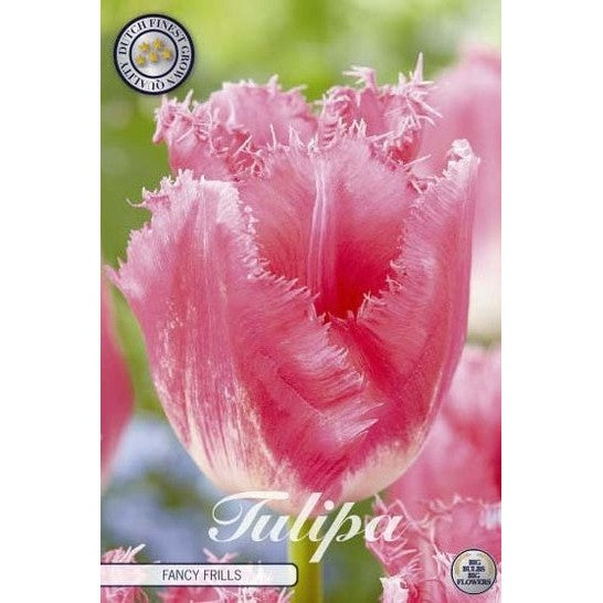 Tulpan Fancy Frills 7-pack