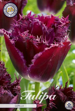 Tulip Gorilla 7 kpl