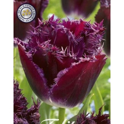 Tulpan Gorilla 7-pack