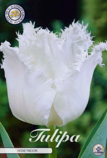 Tulip Honeymoon 7 kpl