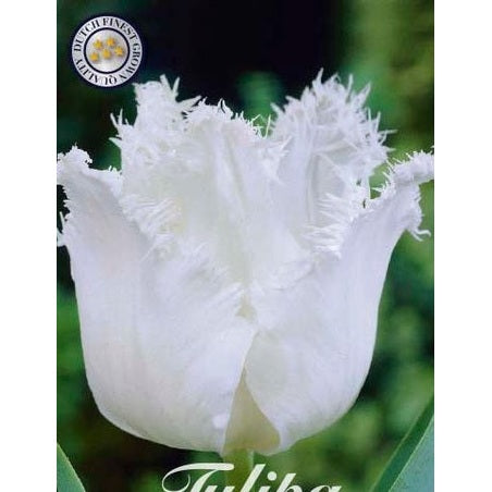 Tulpan Honeymoon 7-pack