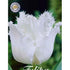 Tulpan Honeymoon 7-pack