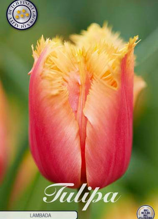 Tulip 'Lambada' 10-pak