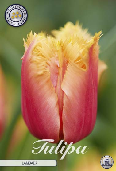 Tulip 'Lambada' 10-pak
