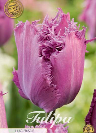 Tulipan 'Lilac Frizzle' 7-pak