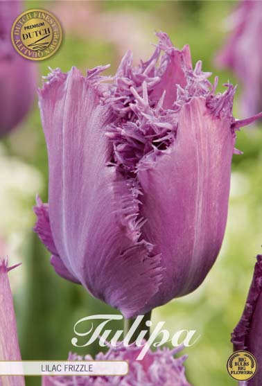 Tulipan 'Lilac Frizzle' 7-pak