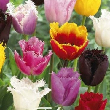 Tulpan Fringed Mixed 10-pack