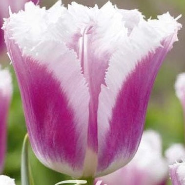 Tulpan Siesta (premium) 7-pack